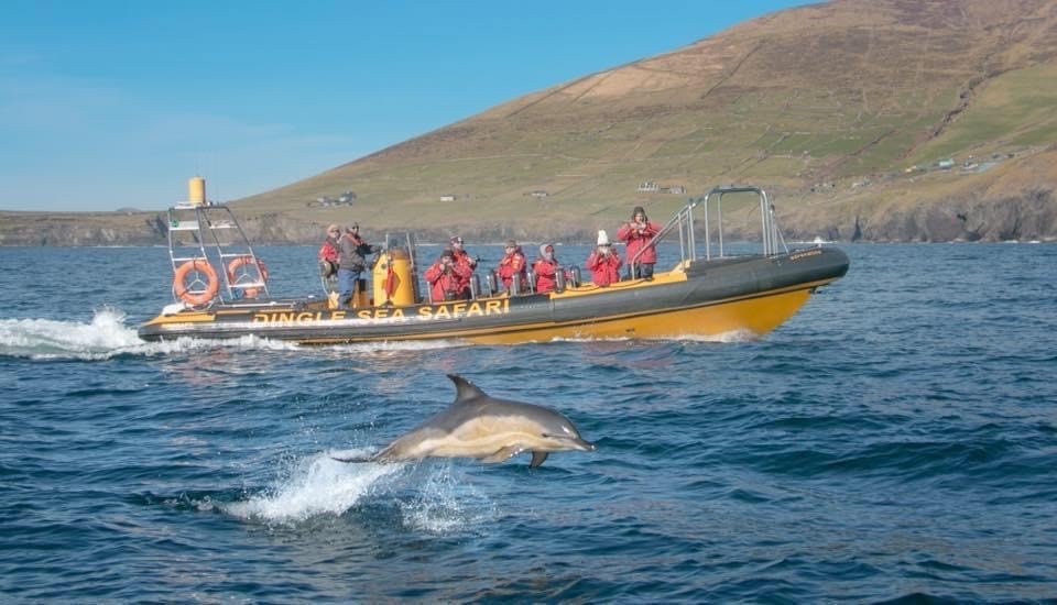 dolphin coming out of water beside yellow rib 